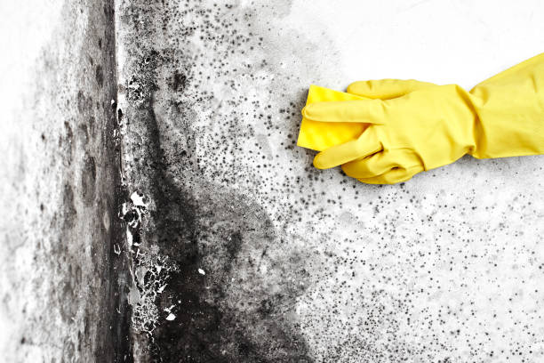 Certified Mold Removal in Wakeeney, KS